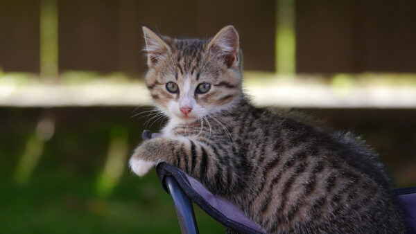 Wallpaper Down, Blur, Chair, Kitten, Black, Background, Lying, Desktop, Cat, Brown