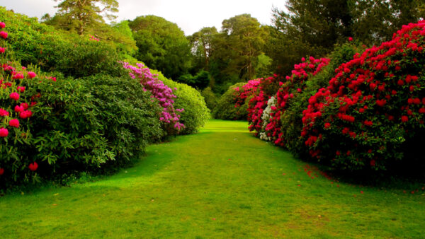 Wallpaper Grass, With, Garden, Flowers, Desktop, Green