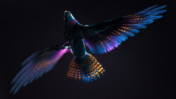 Wallpaper Colorful, CGI, Bird