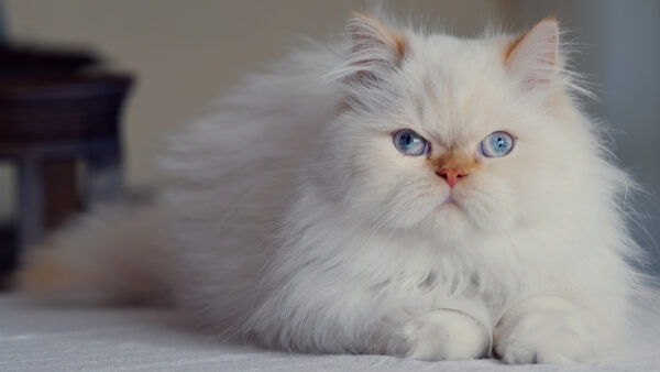 Wallpaper Kitten, Persian, Cat, Desktop, Fluffy, White