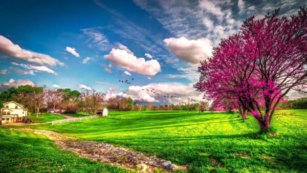 Wallpaper Birds, Sky, Blue, Grasses, Cloudy, Green, Flowers, Under, With, Desktop, Trees, Pink