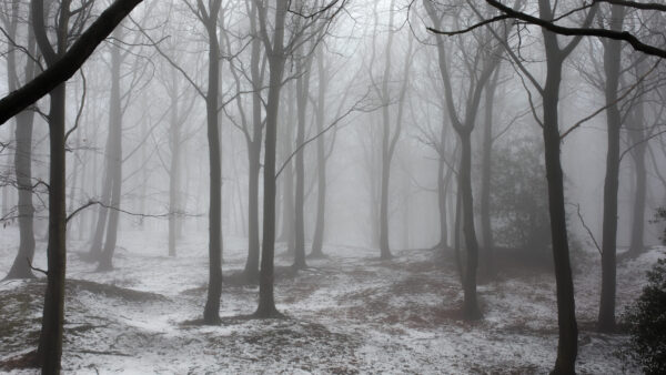 Wallpaper Mobile, Winter, Trees, Fog, And, With, Desktop, Forest, Snow