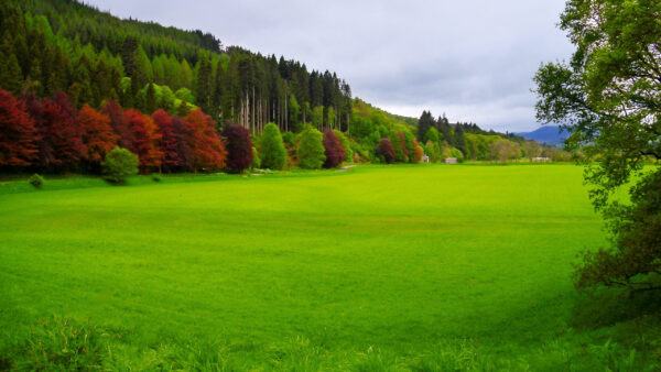 Wallpaper White, Beautiful, Nature, Green, Red, Scenery, Sky, Grass, And, Field, Trees, Clouds, Orange, Under