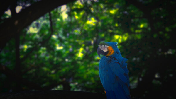 Wallpaper Parrot, Mobile, Desktop, Tree, Bird, Blue, Jungle, Background, Standing