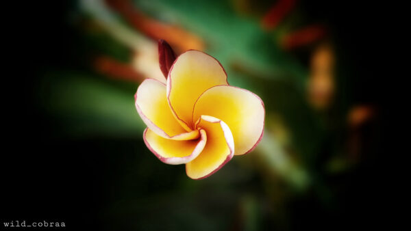 Wallpaper Yellow, Desktop, Flowers, Flower, Frangipani