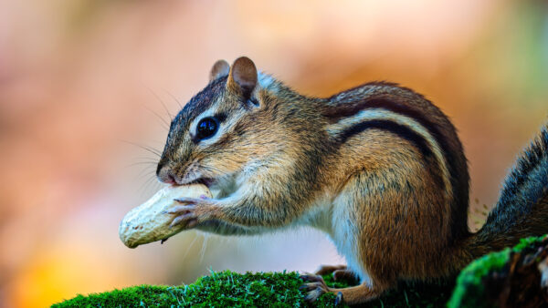 Wallpaper Mobile, Chipmunk, Desktop, Standing, Squirrel, Moss