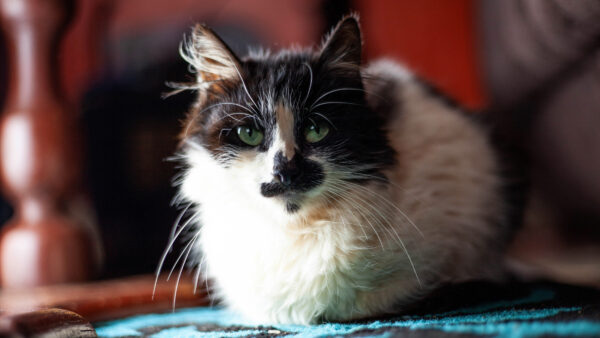 Wallpaper Black, Green, Desktop, Eyes, White, Mobile, And, With, Cat