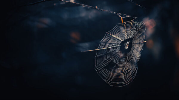 Wallpaper Spider, Desktop, Background, Threads, Cobweb, Mobile, Dark, Photography