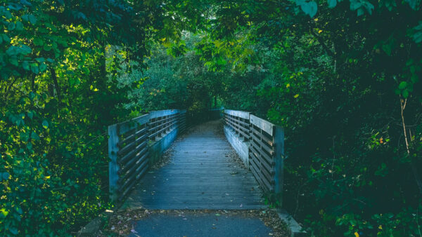 Wallpaper Garden, Bridge, Wood, Nature, Between, Path, Trees