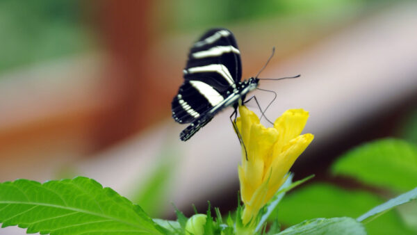 Wallpaper Flower, Lines, Background, Butterfly, Blur, Black, Green, Yellow