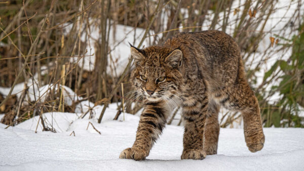 Wallpaper Desktop, Snow, Walking, Lynx, Big, Cat
