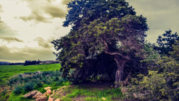 Wallpaper Clouds, Desktop, Field, Tree, Grass, Nature, Under, Mobile, Sky