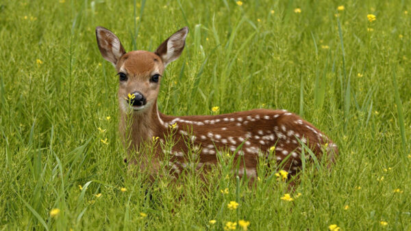 Wallpaper Plants, Deer, Small, Green, With, Standing, Dots, Around