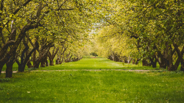 Wallpaper Field, Trees, Nature, Mobile, Between, Desktop, Green, Path, Grass