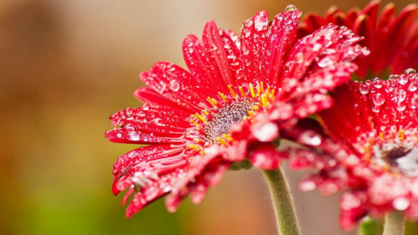 Wallpaper Red, Spring, Background, Flowers, Desktop, Drops, Water, With