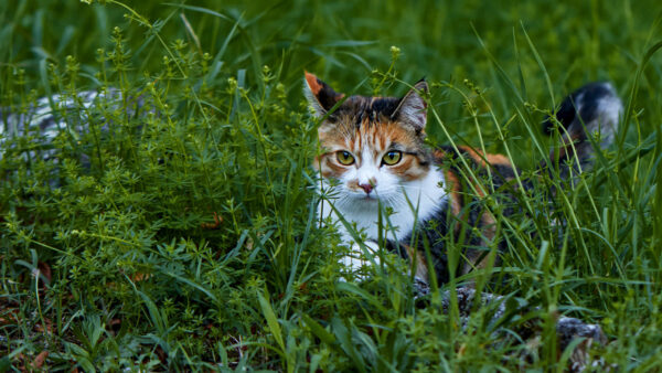 Wallpaper Plants, Eyes, Desktop, Green, Cat, Around, Sitting