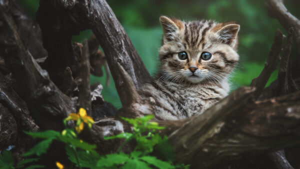 Wallpaper Cute, Eyes, Standing, Blue, Brown, Desktop, White, Kitten, Green, Black, Background, Cat