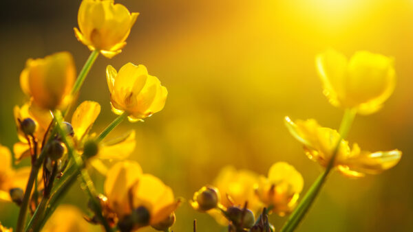 Wallpaper Yellow, Background, Rays, Flowers, Sunny, Closeup