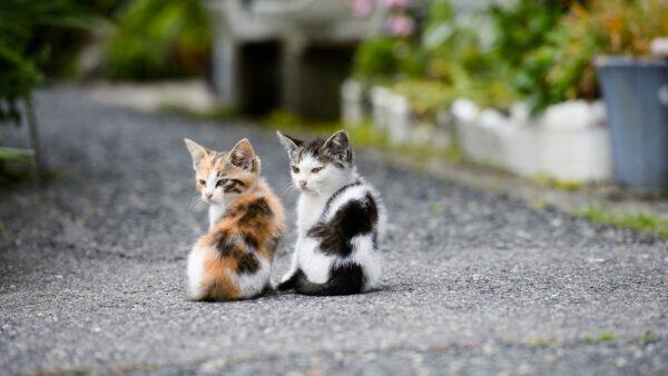 Wallpaper Road, Two, Sitting, Background, Brown, White, Blur, Cat, Cats, Are, Black