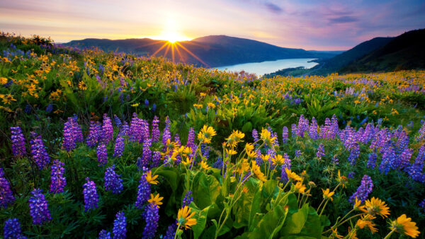Wallpaper Field, Sunset, Green, Purple, Yellow, River, During, Plants, Leaves, Mountains, Landscape, View, Flowers