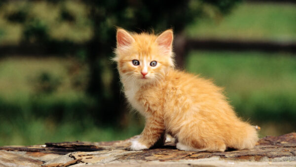 Wallpaper Standing, Cat, White, Background, Blur, Brown, Light, Kitten, Green