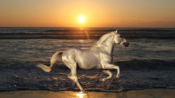 Wallpaper Waves, Sunset, White, During, Horse, Running, Background, Ocean