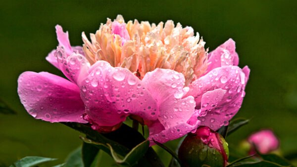 Wallpaper Flowers, Pink, Drops, Petals, Flower, Water, Orange, With