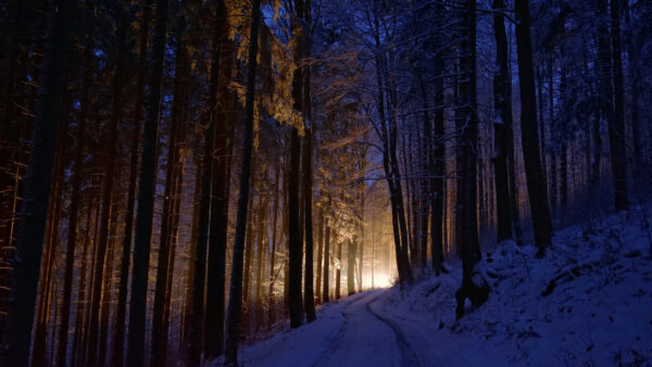 Wallpaper During, Snow, Trees, Field, Nighttime, Winter, Light