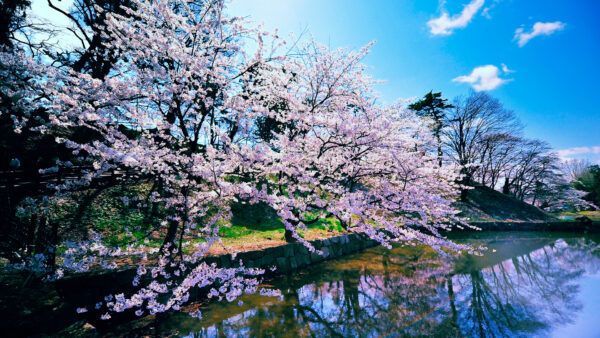 Wallpaper Under, Lake, Branches, Flowers, Pink, Blue, Tree, Light, Reflection, Blossom, Sky