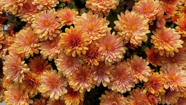 Wallpaper Orange, Chrysanthemum, Flowers, Yellow