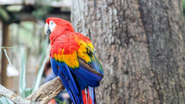 Wallpaper Birds, Parrot, Colorful, Bird, Branch, Tree