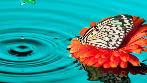 Wallpaper Water, Desktop, Red, With, Butterfly, Black, Flower, Dots, White, Reflection