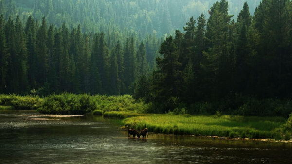 Wallpaper Trees, Forest, Mobile, Horses, Grass, Water, Nature, Are, Bushes, Drinking, Desktop, Background, Scenery