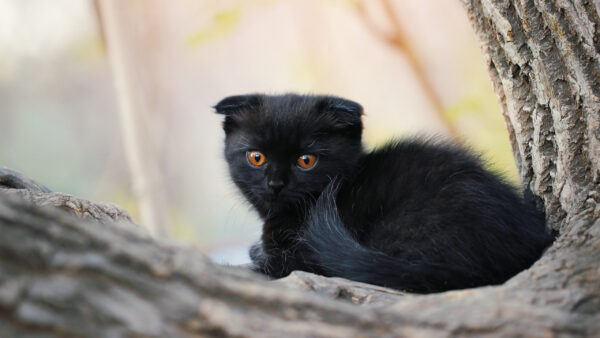 Wallpaper Black, Eyes, Kitten, Orange, Cat, Trunk, Tree