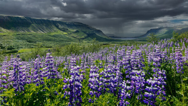Wallpaper Clouds, Purple, Under, White, Plants, Green, Blue, Valley, Black, Lupine, Sky, Flowers, Leaves, Field