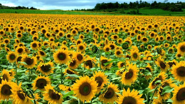 Wallpaper Grass, Plants, Trees, Background, Field, Sunflowers, Sunflower, View, Green, Closeup