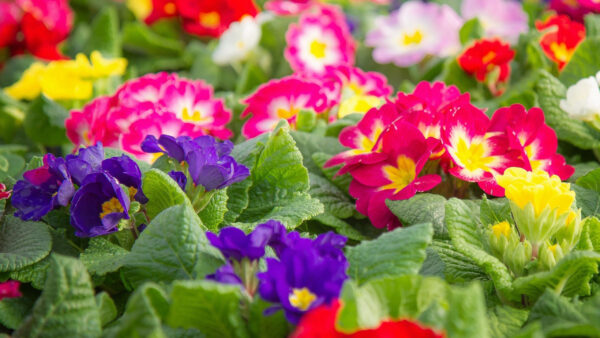 Wallpaper Flowers, With, Leaves, Purple, Primrose, Pink