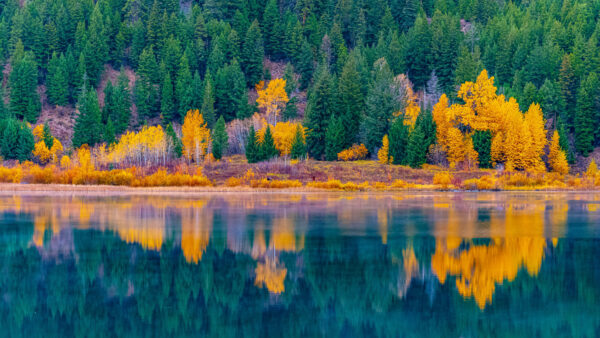 Wallpaper View, Landscape, Bushes, Lake, Forest, Green, Trees, Leaves, Autumn, Nature, Yellow, Reflection