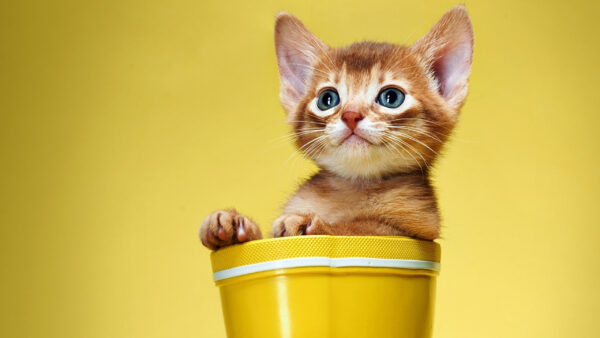 Wallpaper Cat, Yellow, Shoe, Funny, Background, Kitten