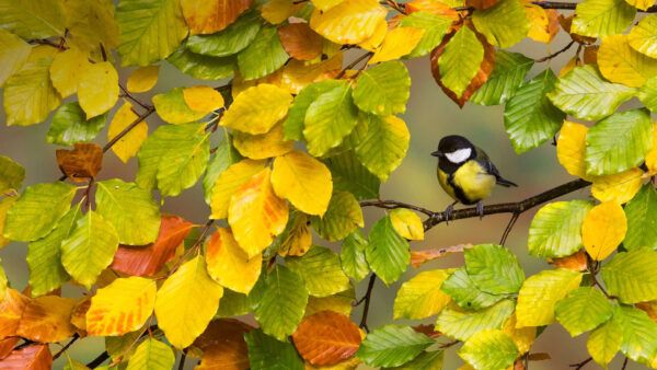 Wallpaper Yellow, Bird, Branch, Standing, Green, Tree, Leafed, Black