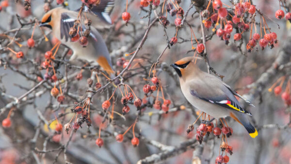 Wallpaper Waxwing, Tree, Branches, Birds, Plum, Red, Bohemian, Standing, Are