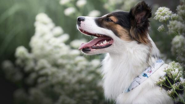 Wallpaper Background, Flowers, Plant, White, Black, Mouth, Blur, Brown, With, Dog, Standing, Open