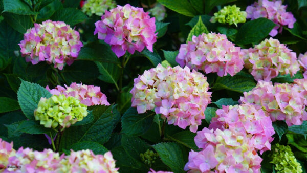 Wallpaper Purple, Leaves, Wth, Flowers, Green, Hydrangea, Plantas