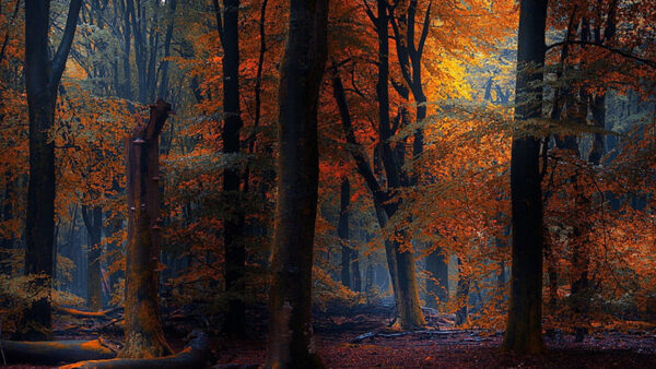 Wallpaper Yellow, Fall, Background, Orange, Red, Forest, Autumn, Trees