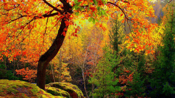 Wallpaper Background, Sunbeam, Trees, Colorful, Autumn, Beautiful, With, Forest