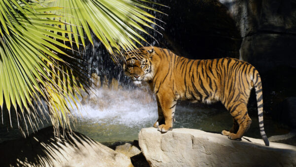 Wallpaper Stone, Tiger, Background, Waterfall, Standing