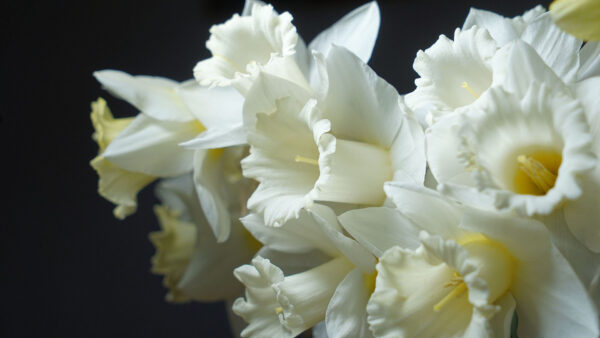 Wallpaper Background, Black, Flowers, Daffodil, Narcissus, White