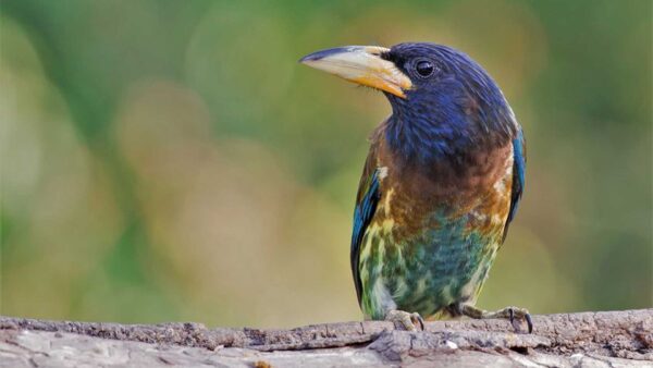 Wallpaper Background, Bird, Tree, Green, Branch, Blur, Black, Birds, Standing, Blue
