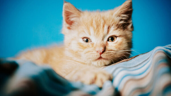 Wallpaper Cat, Kitten, White, Background, Blue, Brown, Sitting