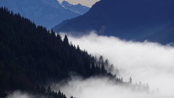 Wallpaper Slope, With, Mountains, Trees, Nature, Fog, Forest